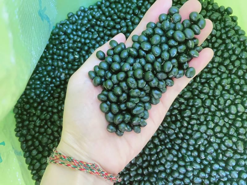 Cách chọn mua đậu nành đen