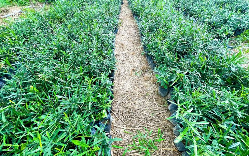 Vườn trồng xáo tam phân