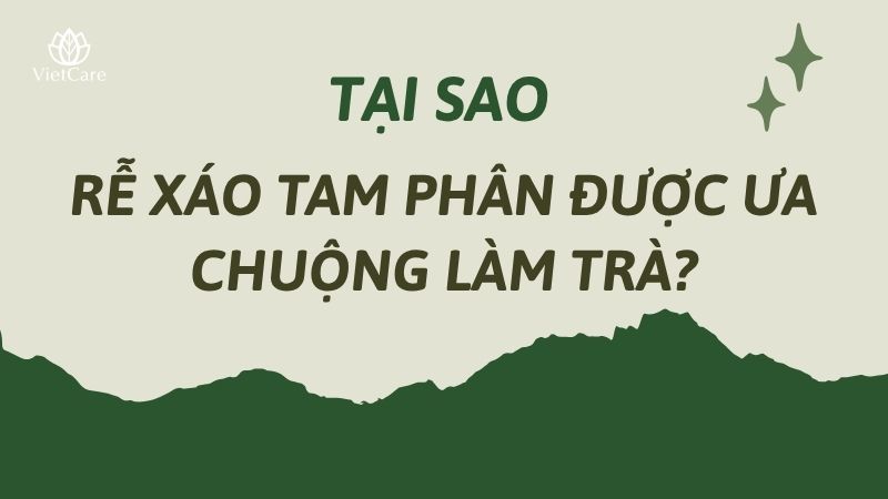 Tại sao rễ xáo tam phân được ưa chuộng làm trà?