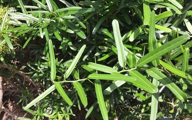 Đặc điểm xáo tam phân và vùng phân bố