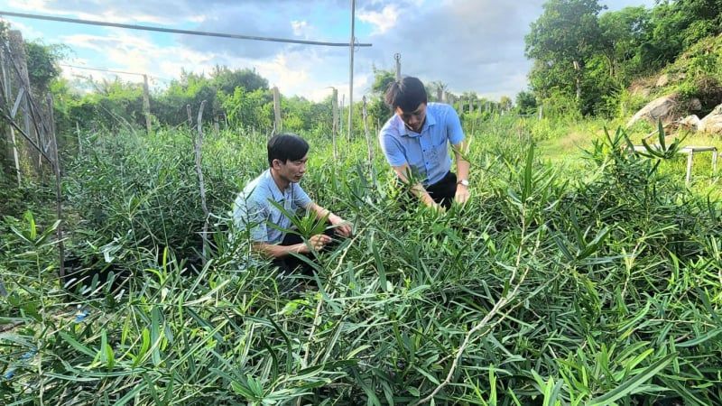 Ứng dụng của trà xáo tam phân