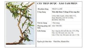 Xáo tam phân cách sắc thuốc