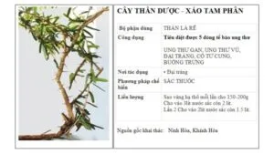 Xáo tam phân cách sắc thuốc