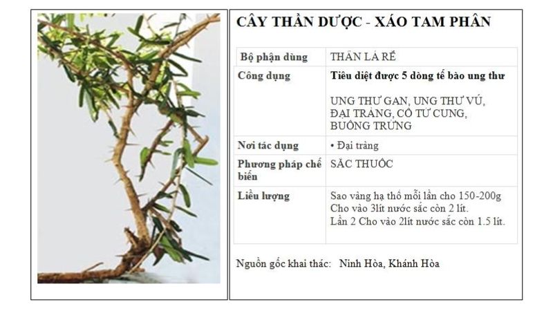 Xáo tam phân cách sắc thuốc
