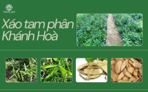xoá tam phân khánh hoà