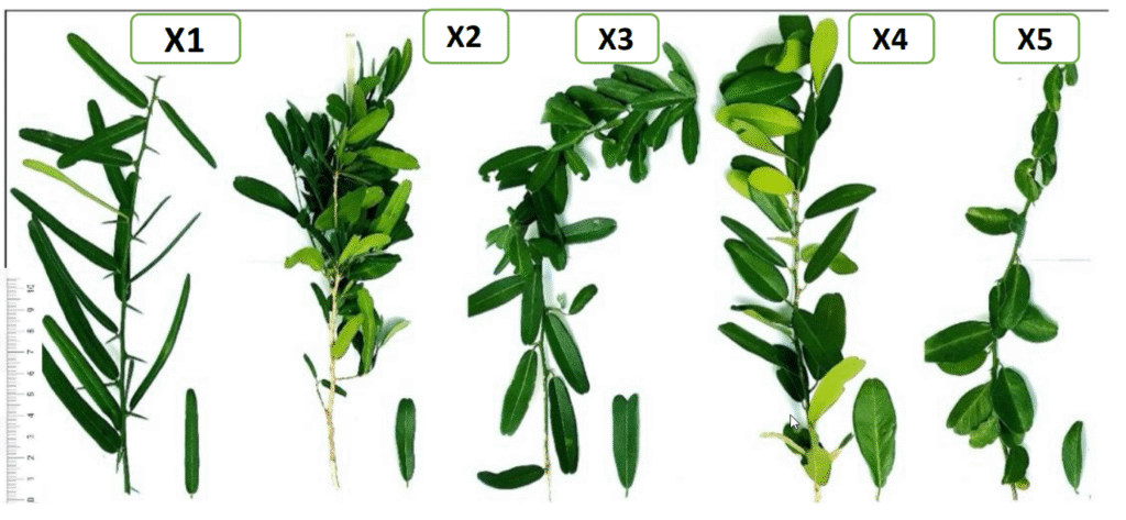 Các dạng kiểu hình cây xáo tam phân (P. trimera) thu thập được.