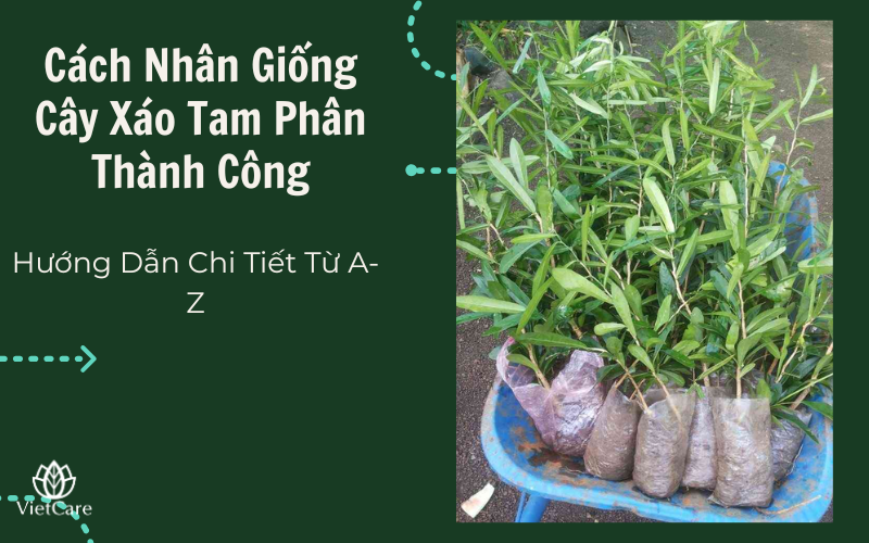Cách Nhân Giống Cây Xáo Tam Phân Thành Công