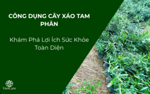 Công Dụng Cây Xáo Tam Phân: Khám Phá Lợi Ích Sức Khỏe Toàn Diện