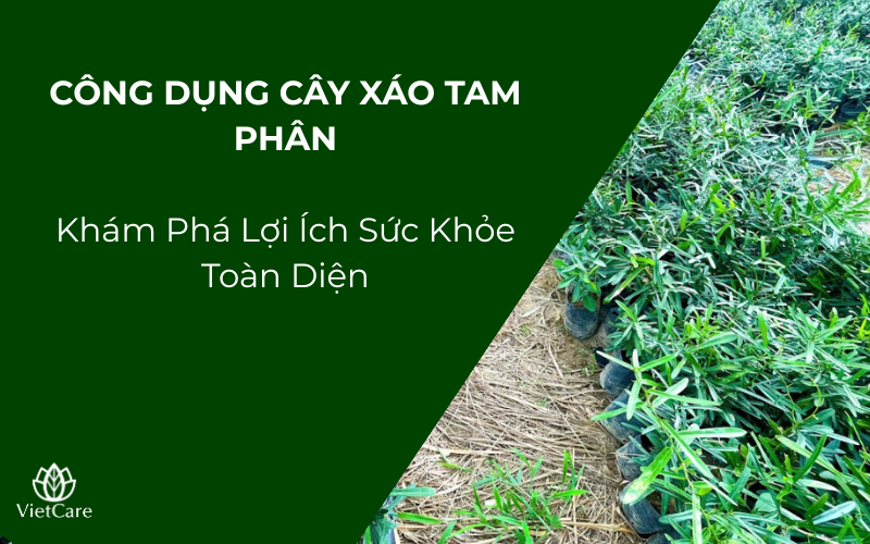 Công Dụng Cây Xáo Tam Phân: Khám Phá Lợi Ích Sức Khỏe Toàn Diện