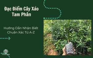 Hướng Dẫn Nhận Biết Chuẩn Xác Từ A-Z