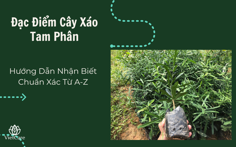 Hướng Dẫn Nhận Biết Chuẩn Xác Từ A-Z