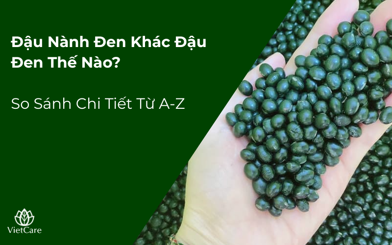 Đậu Nành Đen Khác Đậu Đen Thế Nào? So Sánh Chi Tiết Từ A-Z