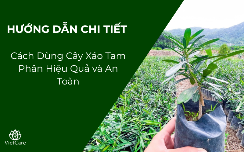 Hướng Dẫn Chi Tiết Cách Dùng Cây Xáo Tam Phân Hiệu Quả và An Toàn