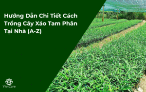 Hướng Dẫn Chi Tiết Cách Trồng Cây Xáo Tam Phân Tại Nhà (A-Z)