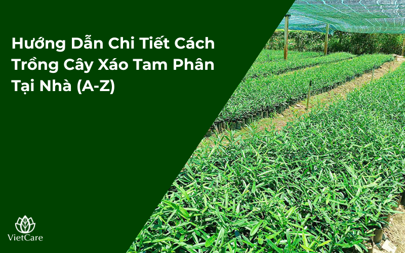Hướng Dẫn Chi Tiết Cách Trồng Cây Xáo Tam Phân Tại Nhà (A-Z)