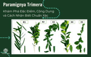 Paramignya Trimera: Khám Phá Đặc Điểm, Công Dụng và Cách Nhận Biết Chuẩn Xác