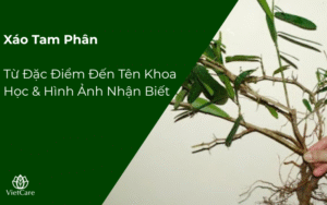 Xáo Tam Phân Wiki Từ Đặc Điểm Đến Tên Khoa Học & Hình Ảnh Nhận Biết