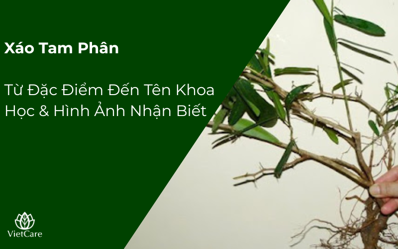Xáo Tam Phân Wiki Từ Đặc Điểm Đến Tên Khoa Học & Hình Ảnh Nhận Biết