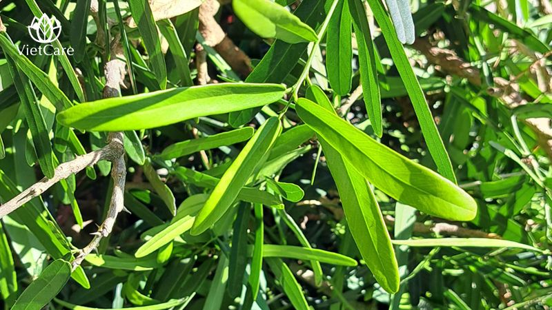 Xáo tam phân có nguồn gốc tại tỉnh Khánh Hòa