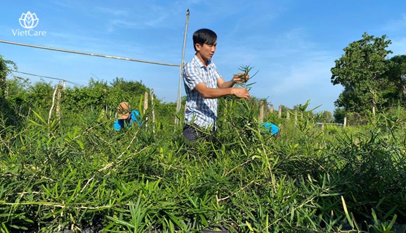 Xáo tam phân có giá cao nhất vào mùa khô