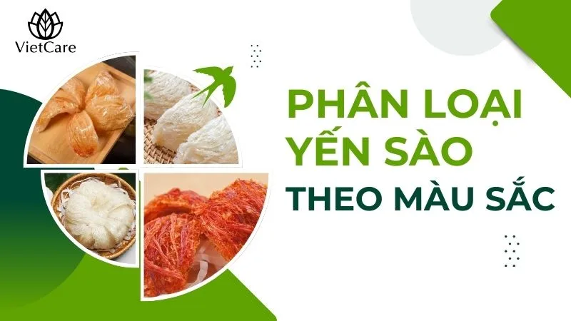 Các loại yến sào theo màu sắc