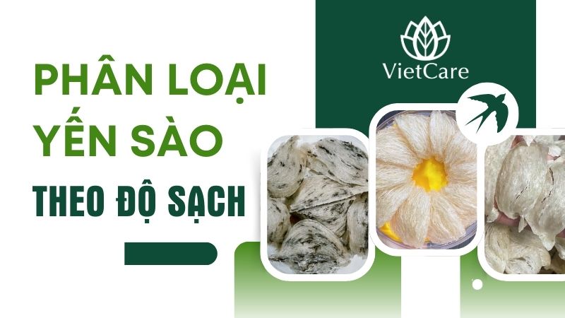 Các loại yến sào theo độ sạch