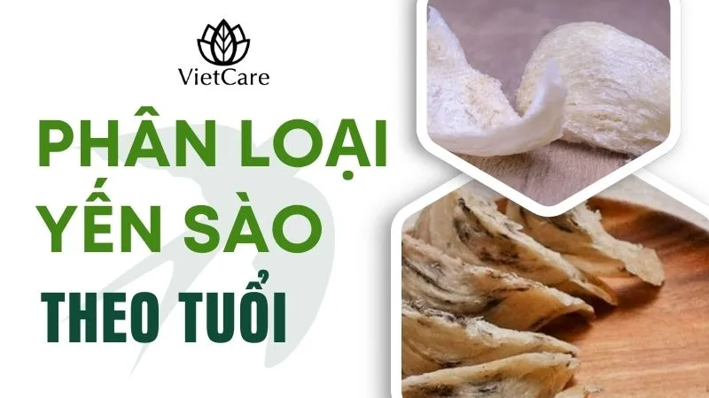 Phân loại yến sào theo độ tuổi