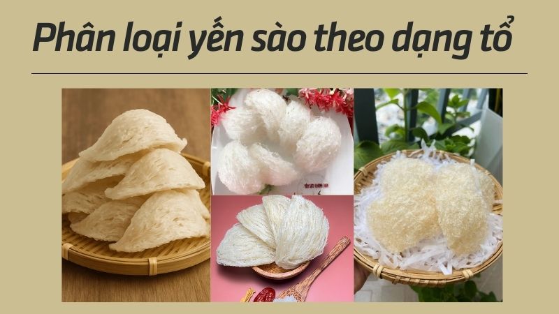 Các loại yến sào theo dạng tổ