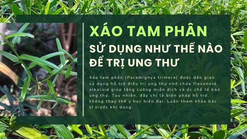 cách sử dụng xáo tam phân hỗ trợ điều trị ung thư