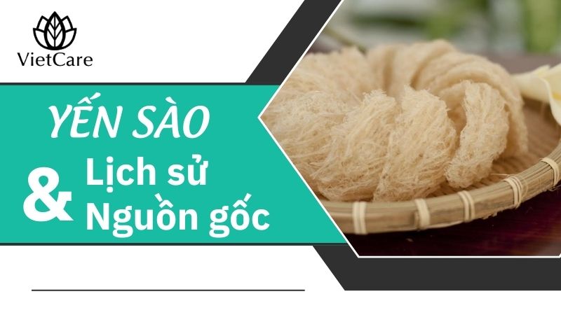 Lịch sử và nguồn gốc của yến sào