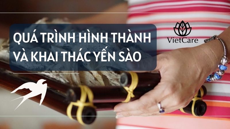 Quá trình khai thác yến sào