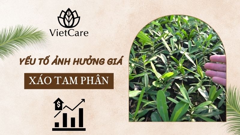 trà xáo tam phân giá bao nhiêu? Yếu tố nào ảnh hưởng đến giá
