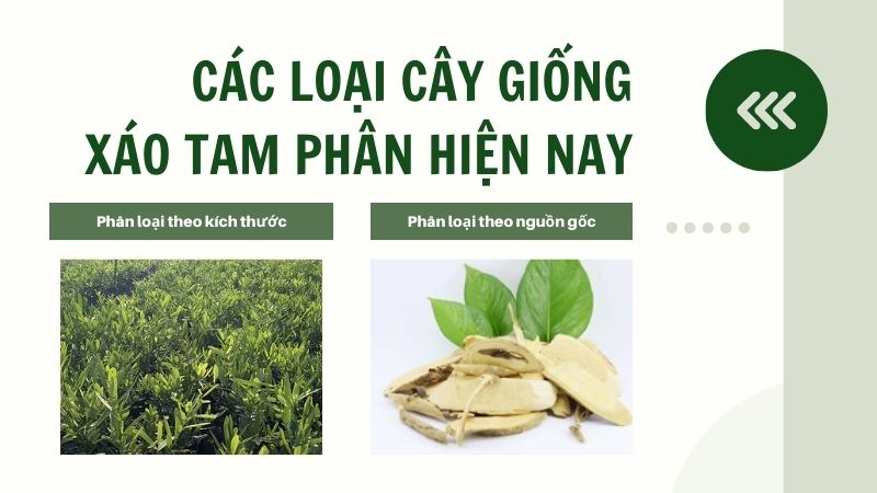 Xáo tam phân giá bao nhiêu? các loại giống xáo tam phân