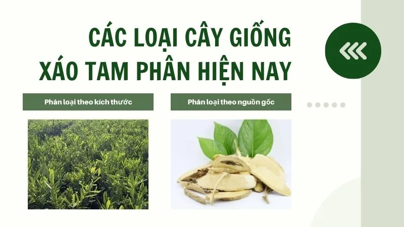 Xáo tam phân giá bao nhiêu? các loại giống xáo tam phân