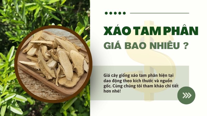 Cập nhật bảng giá xáo tam phân mới nhất hiện nay