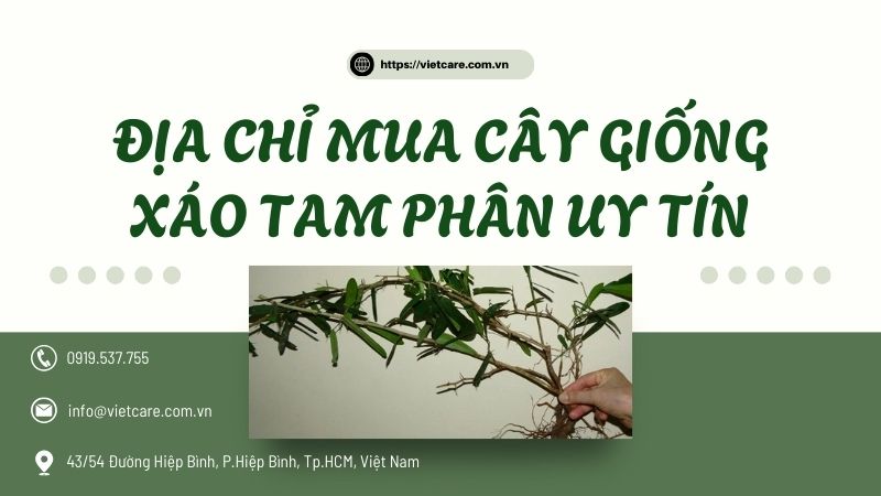VIETCARE chuyên cung cấp giống cây xáo tam phân