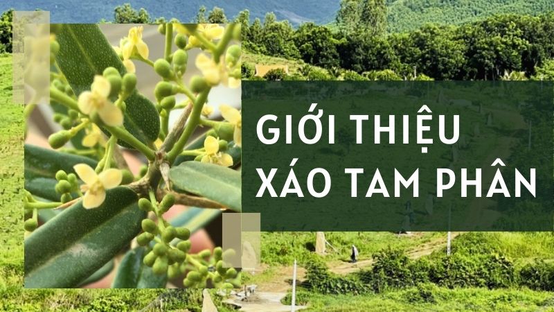 sơ nét về xáo tam phân mọc ở đâu