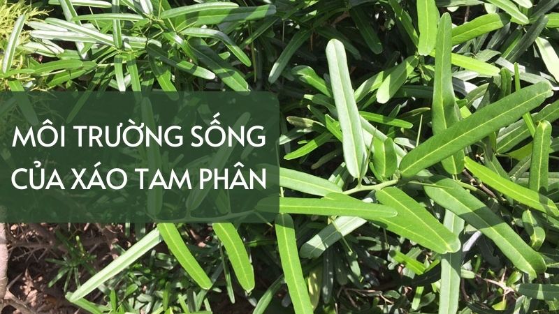 Xáo tam phân mọc ở đâu tự nhiên?