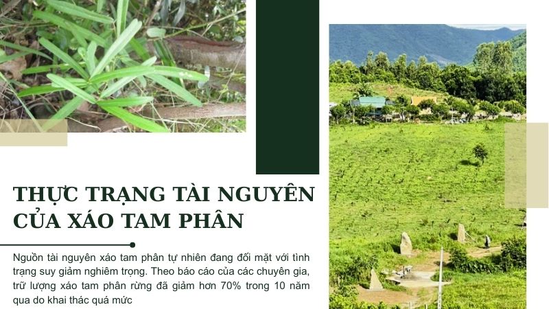Xáo tam phân mọc ở đâu? Thực trạng tài nguyên