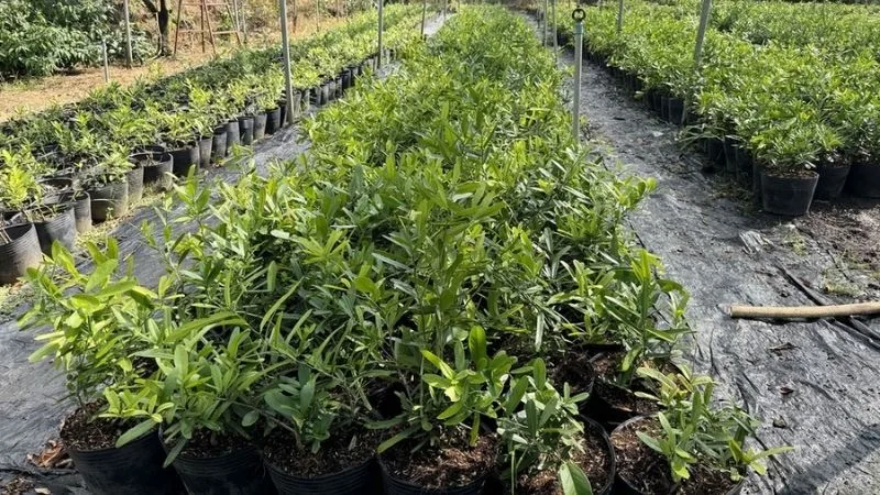 Xáo tam phân nhân tạo được trồng ở đâu