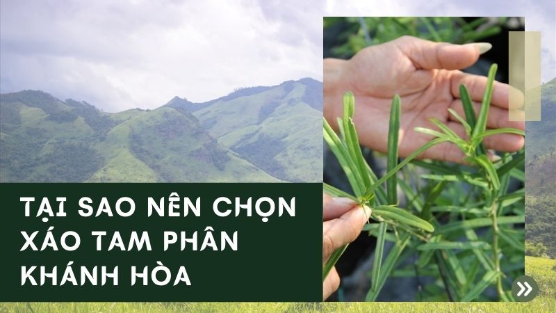 xáo tam phân mọc ở đâu