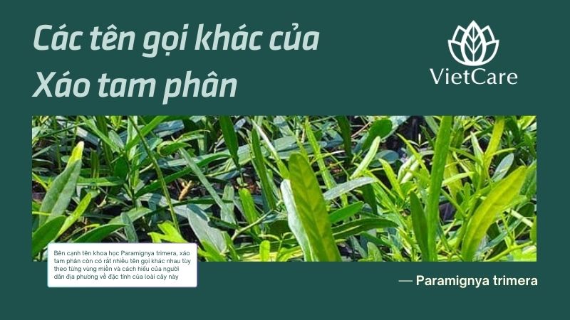 Tên gọi khác ngoài xáo tam phân tên khoa học