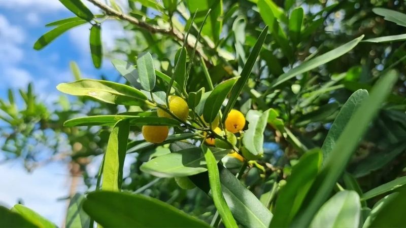 hình thái của xáo tam phân tên khoa học