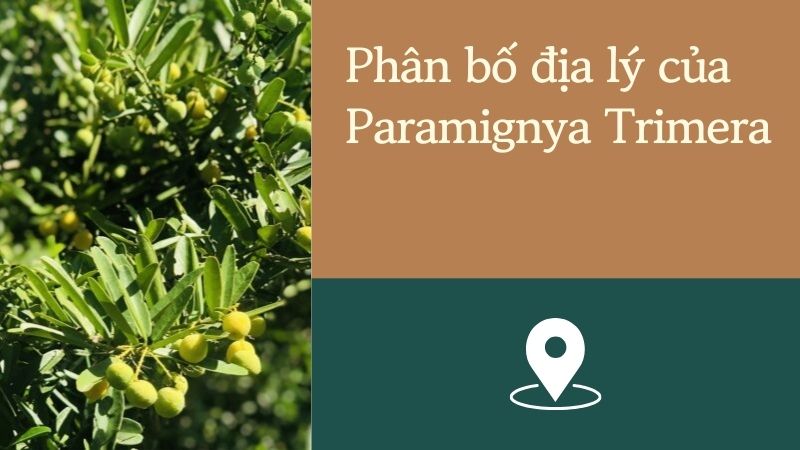 phân bố địa lý xáo tam phân tên khoa học