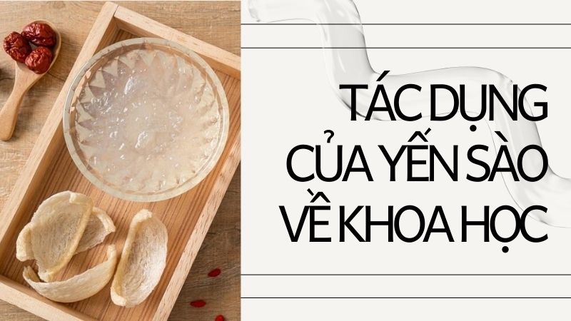 yến sào có tốt không? Tác dụng khoa học như thế nào