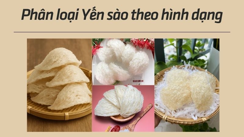 yến sào loại nào tốt? Phân loại theo hình dạng