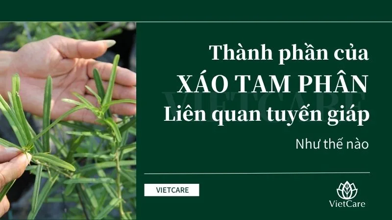 Thành phần nào của xáo tam phân chữa tuyến giáp
