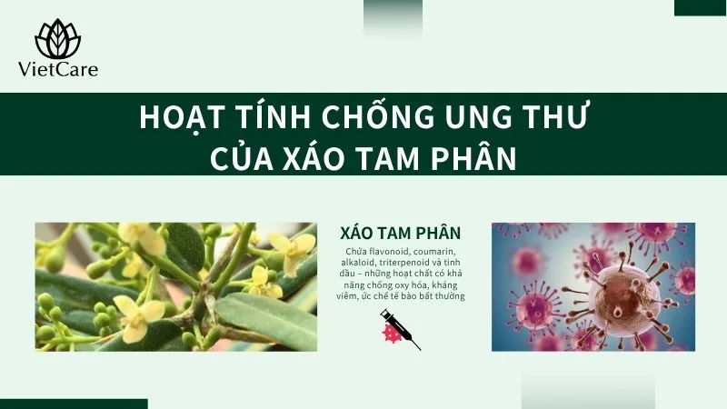Sơ nét về hoạt chất của xáo tam phân chữa ung thư phổi