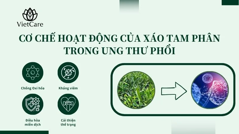 xáo tam phân chữa ung thư phổi, cơ chế như thế nào