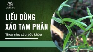 Liều dùng xáo tam phân theo nhu cầu sức khỏe